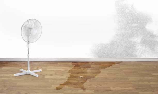 Best Carpet water damage restoration  in New Hyde Park, NY